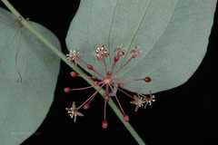 Smilax glaucophylla